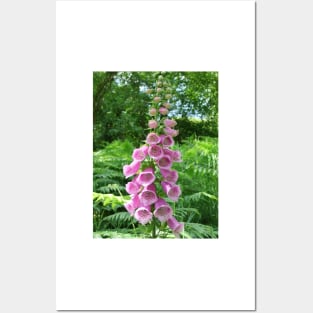 Pink Foxglove Posters and Art